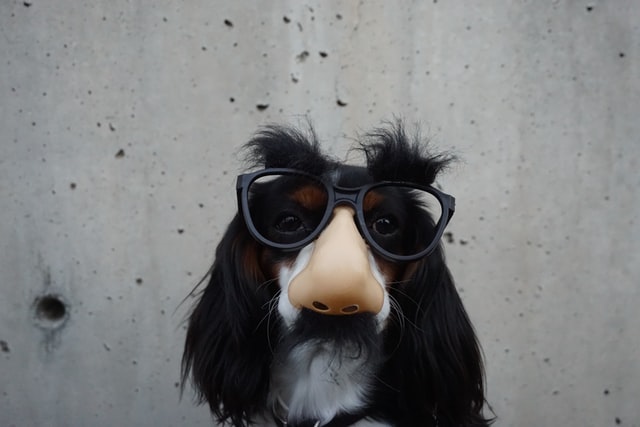 funny dog with glasses